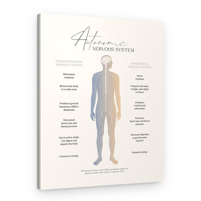 Autonomic Nervous System Diagram – Canvas Print