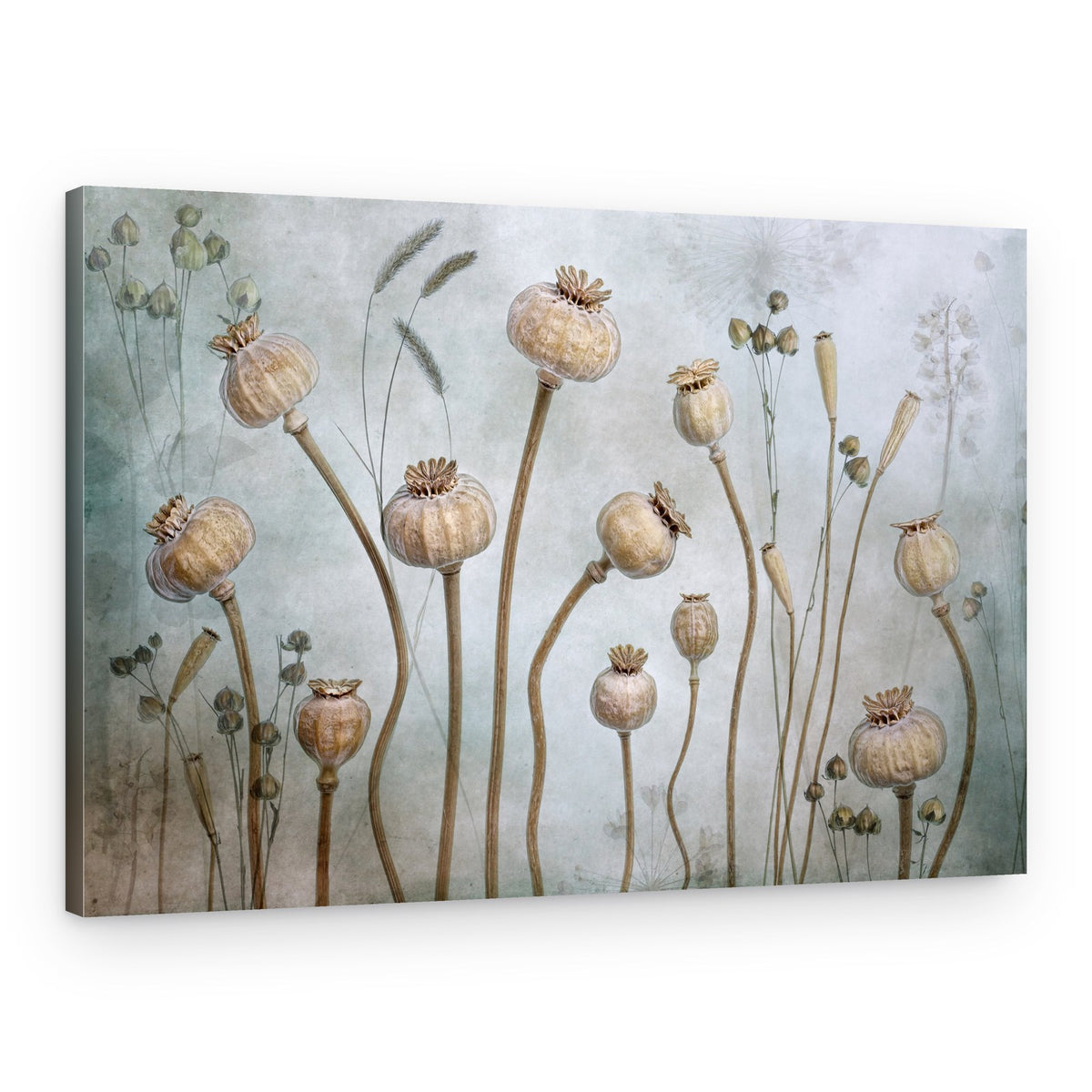 Papaver – Canvas Print