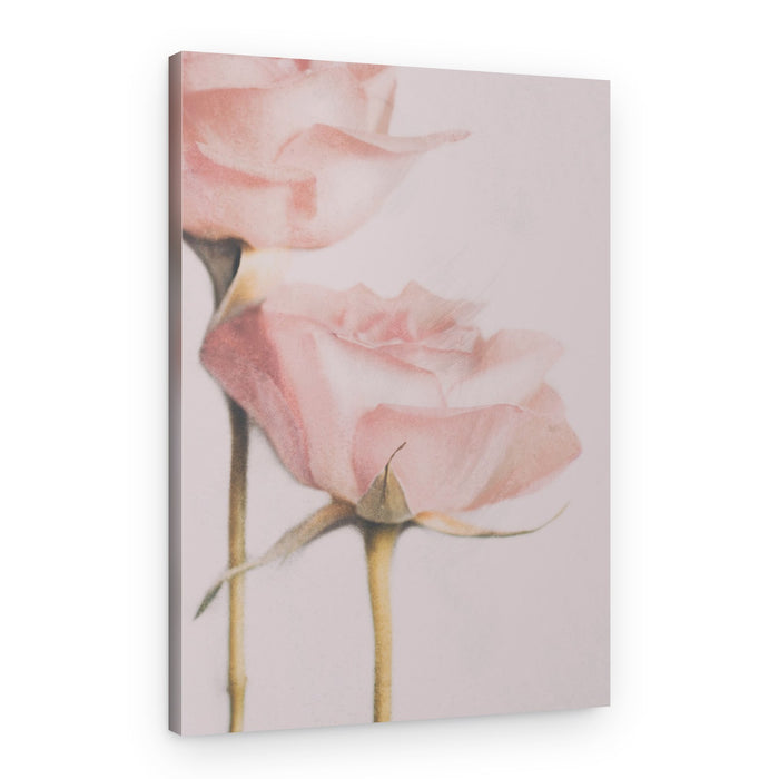 Soft Pink Roses – Canvas Print