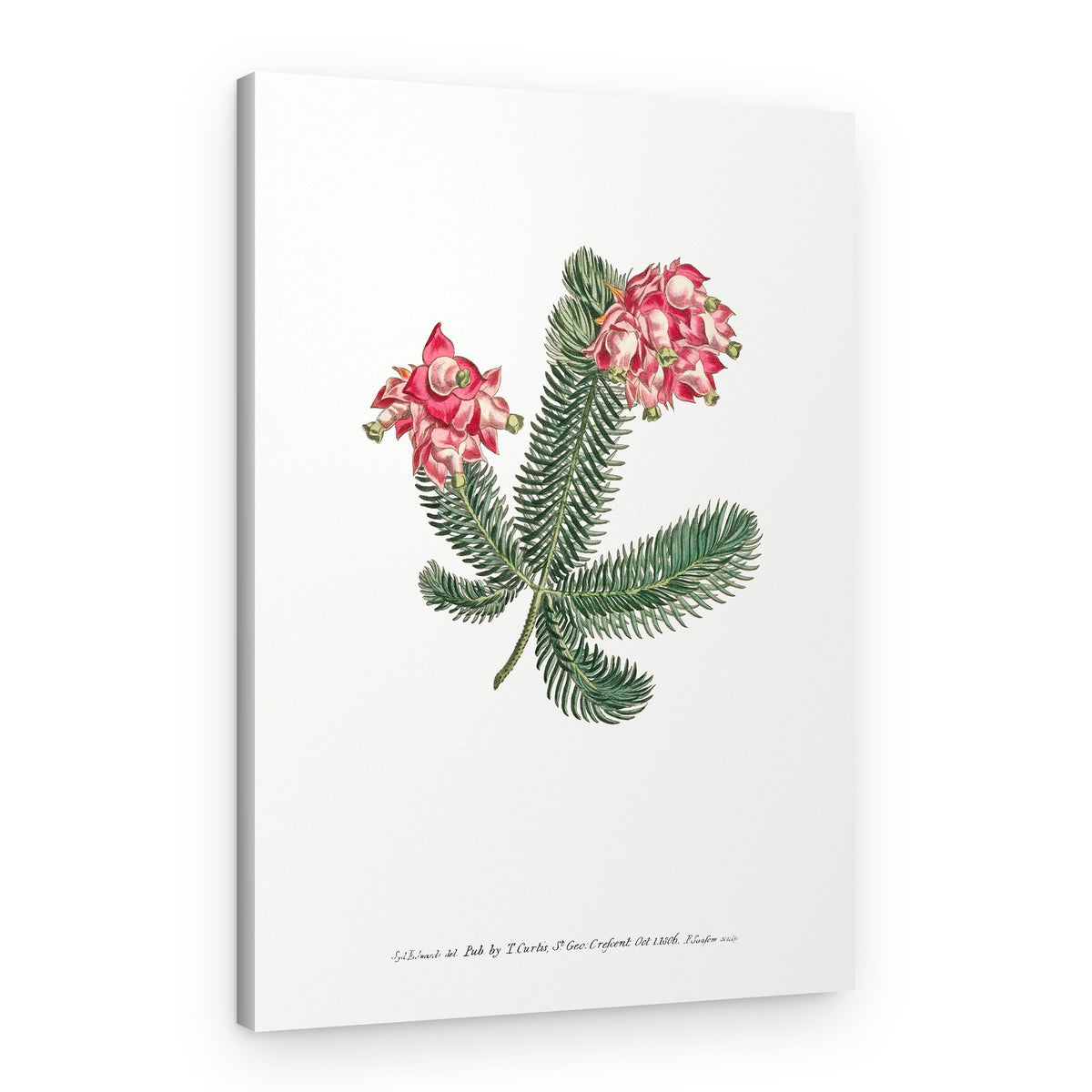 Erica Glauca Flower Garden Displayed By Francis Sansom – Canvas Print