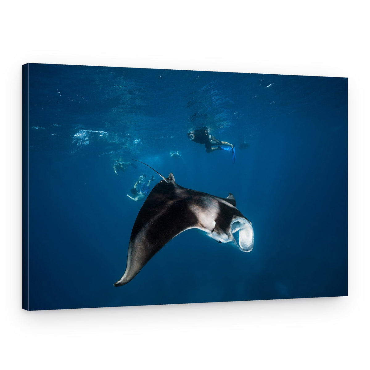 Swimming with Manta Rays – Canvas Print