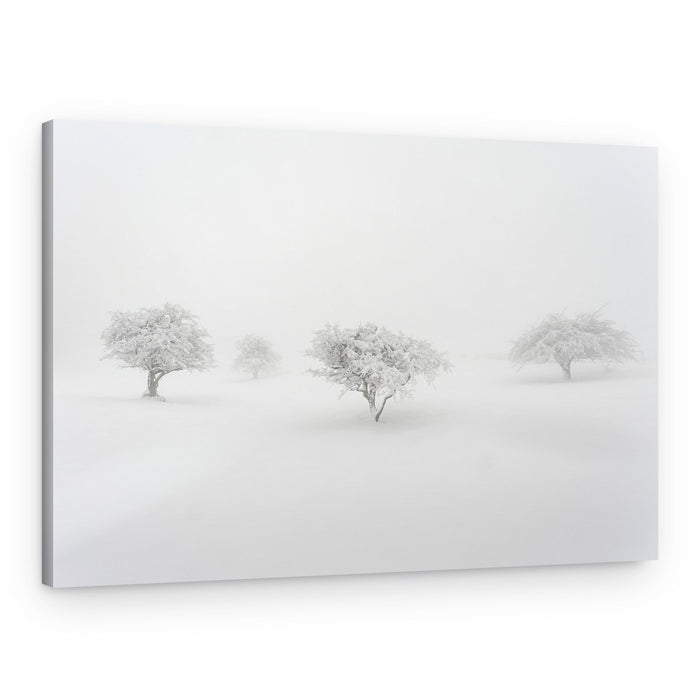 Misty Frosted Trees – Canvas Print