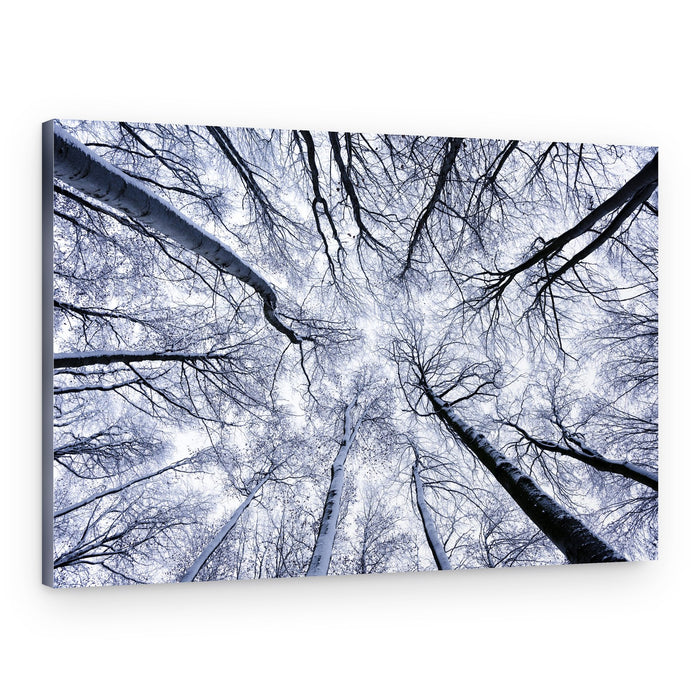 Up II – Canvas Print