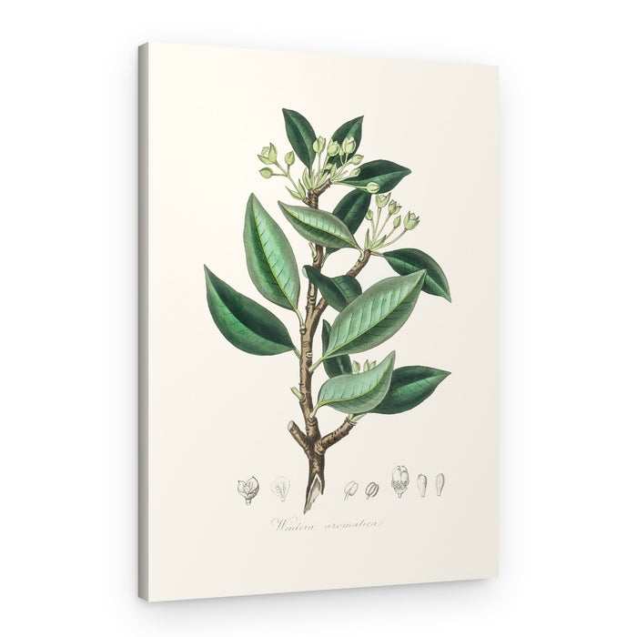 Wintera Aromatica Medical Botany – Canvas Print