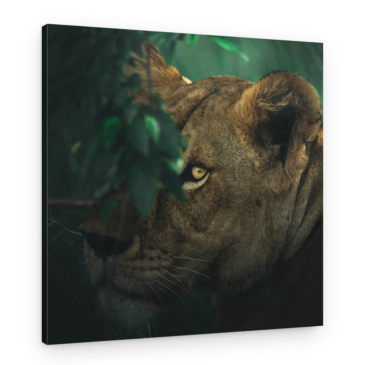 Intense Lioness Gaze – Canvas Print