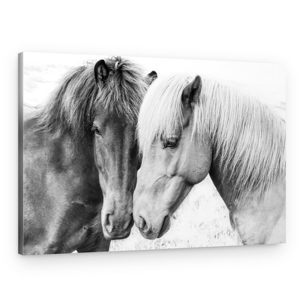 Horse Love – Canvas Print
