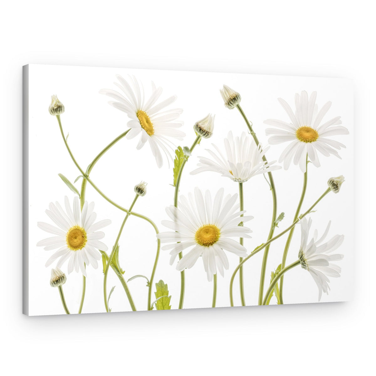 Ox eye Daisies – Canvas Print