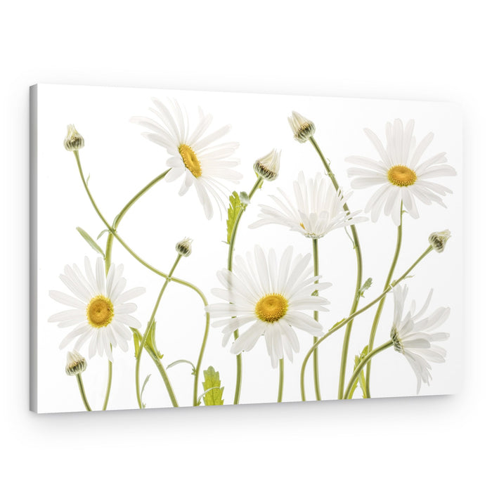 Ox eye Daisies – Canvas Print