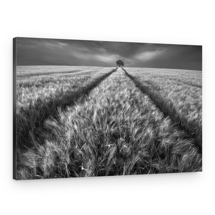 Path To Lone Tree – Canvas Print