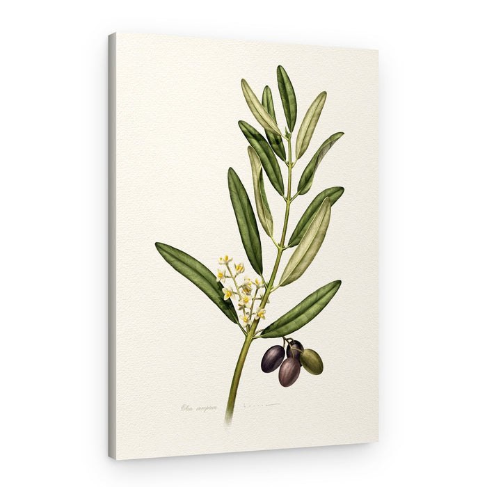Olive Branch With Fruit – Canvas Print