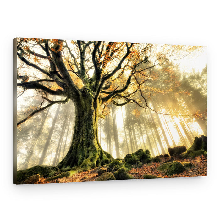 Misty Forest Sunbeams – Canvas Print