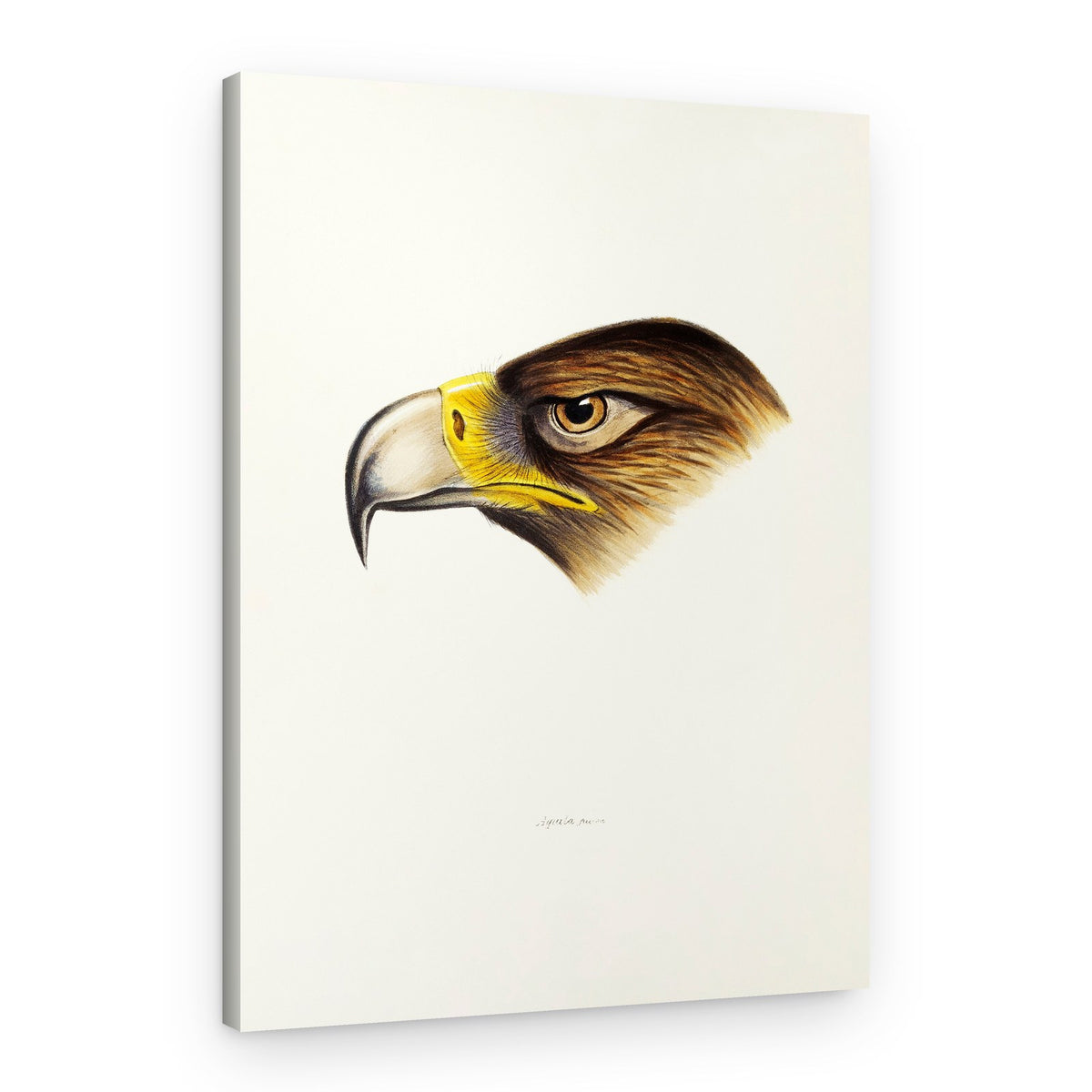 Wedge Tailed Eagle – Canvas Print