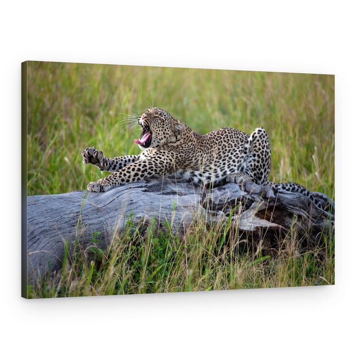 Wild Leopard Yawning – Canvas Print