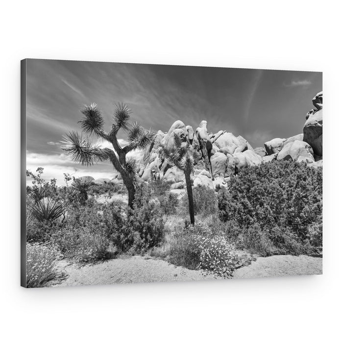 Joshua Tree Desert Landscape – Canvas Print