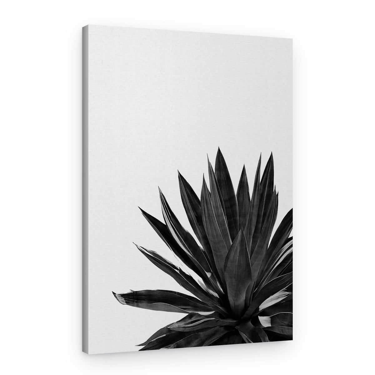 Black White Succulent Plant – Canvas Print