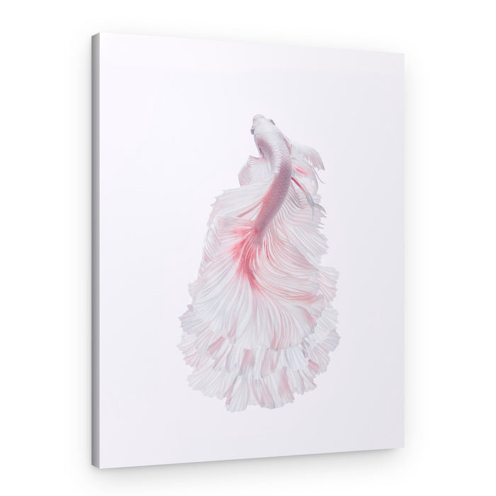 Pink Betta Elegance – Canvas Print