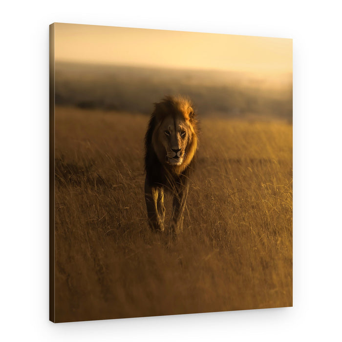 Golden Hour Lion Stride – Canvas Print