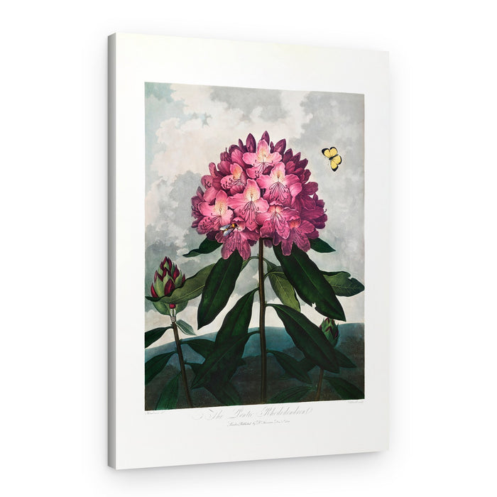 The Pontic Rhododendron from The Temple of Flora (1807) – Canvas Print