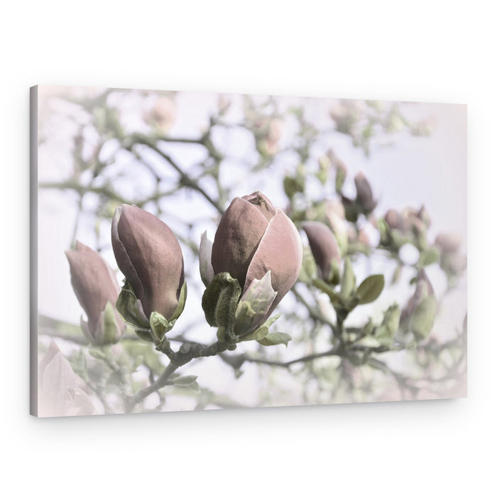 Soft Magnolia Buds – Canvas Print