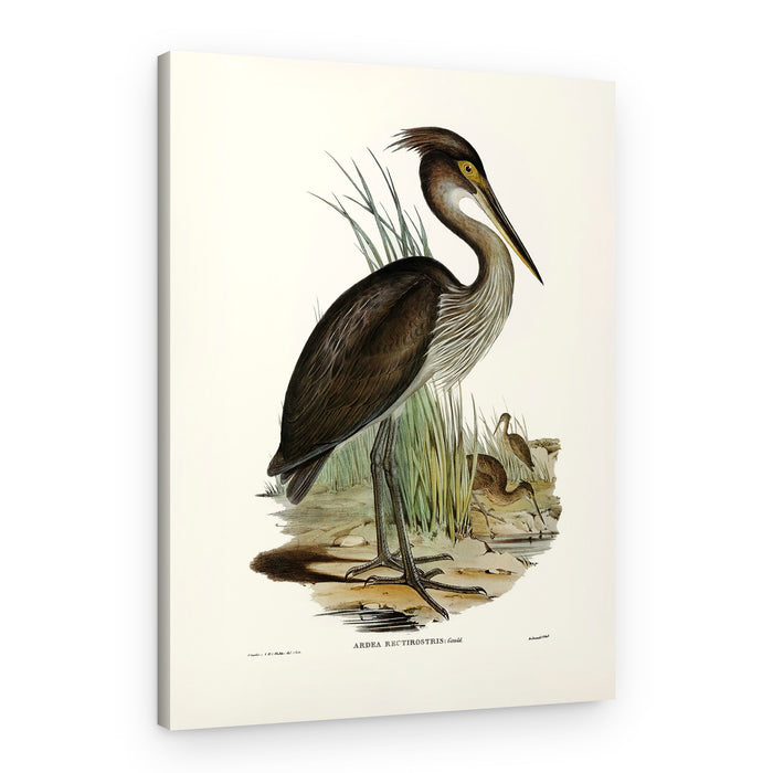 Great Billed Heron – Canvas Print