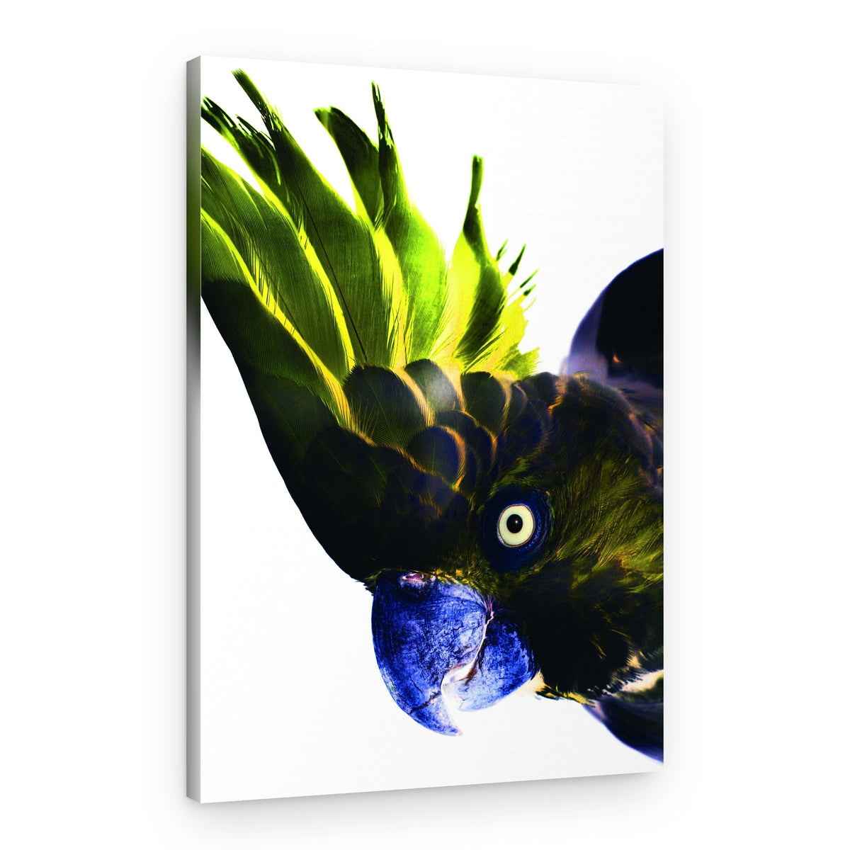 Vivid Bird Glance – Canvas Print