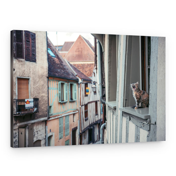 Cat Yawning Old Street – Canvas Print