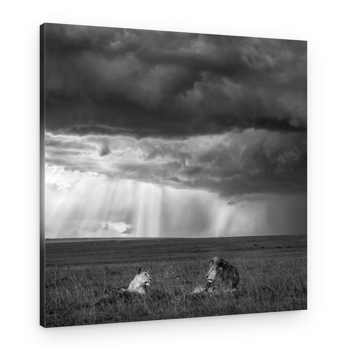 Lions In Dramatic Storm – Canvas Print