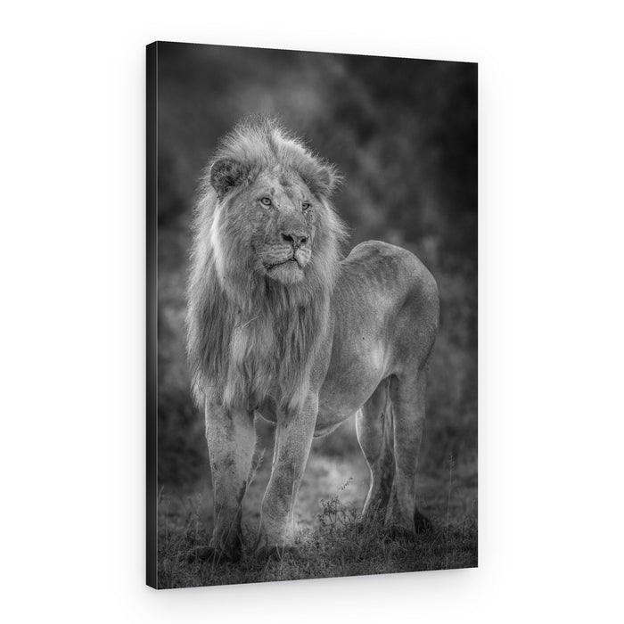Majestic African Lion – Canvas Print