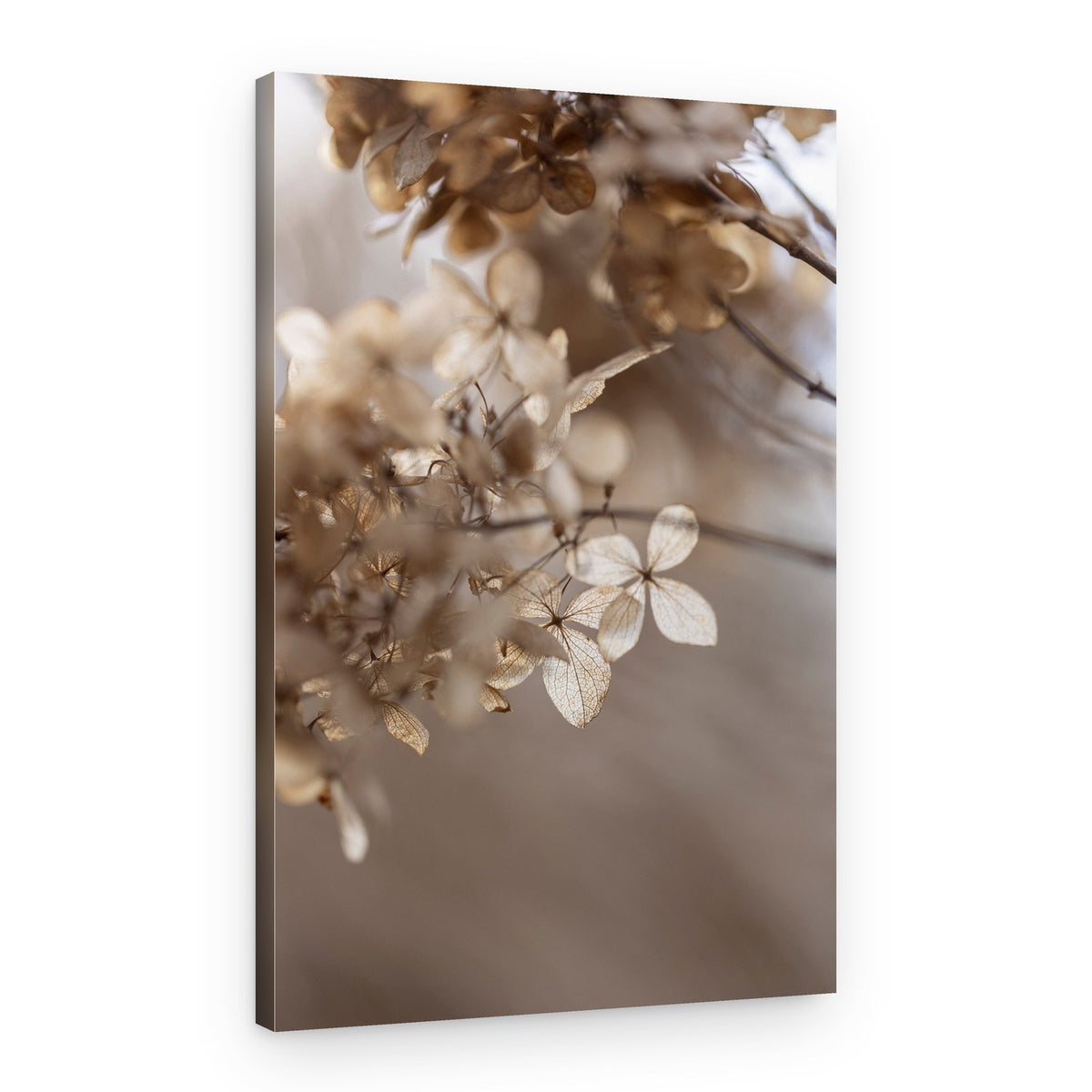 Hydrangea 1 – Canvas Print