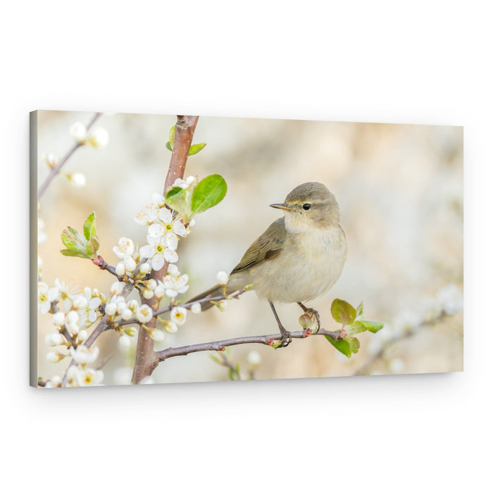 Spring Bird Blossoms – Canvas Print