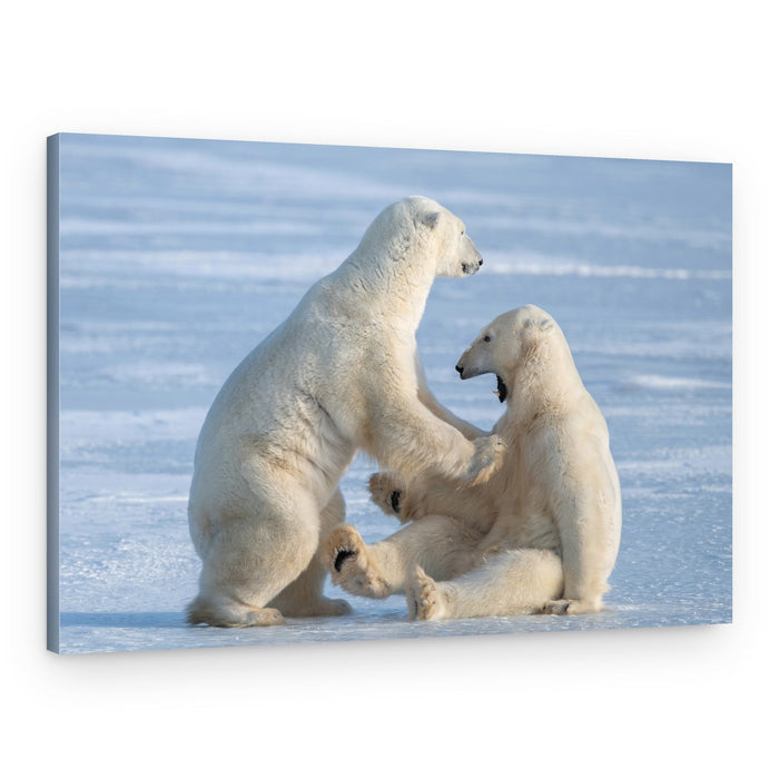 Playful Polar Bears on Ice – Canvas Print