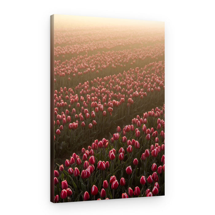 Field of Flowers 1 – Canvas Print