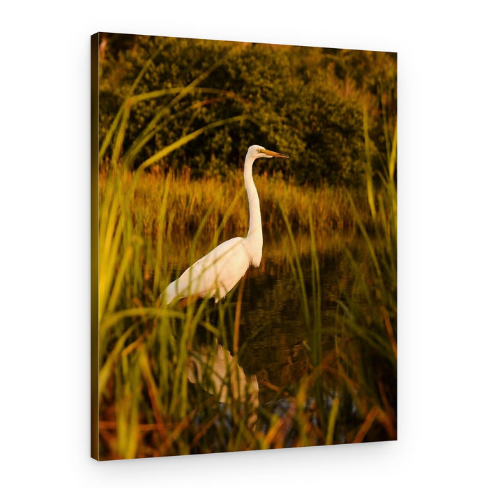 Golden Egret Marsh Reflection – Canvas Print