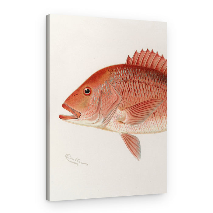 Red Snapper – Canvas Print