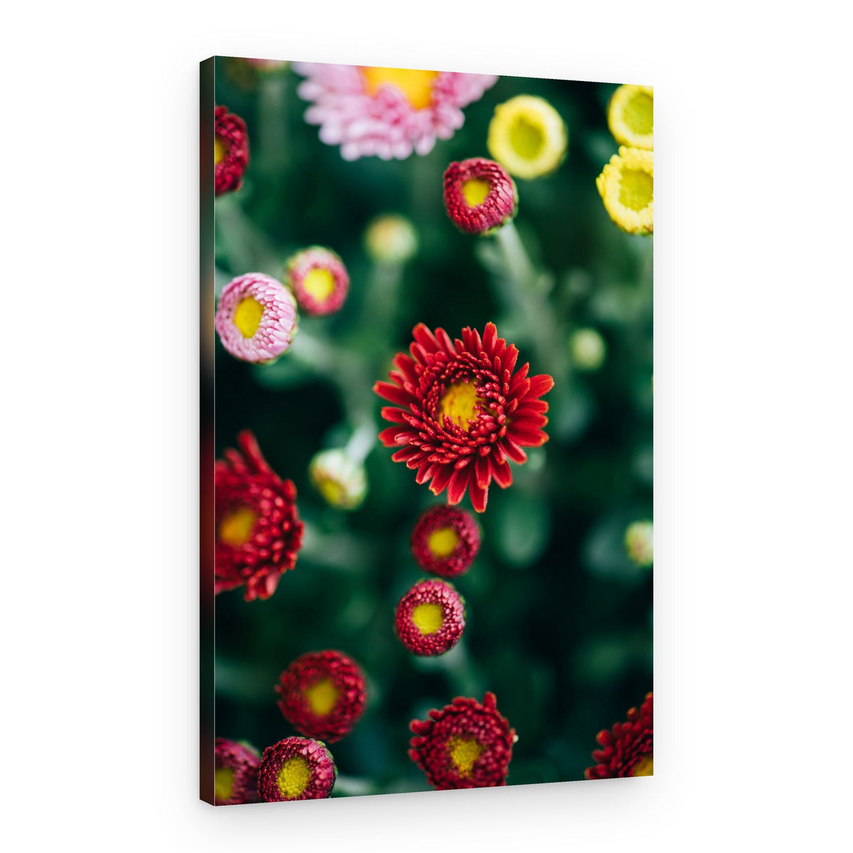 Vibrant Colorful Blooms – Canvas Print