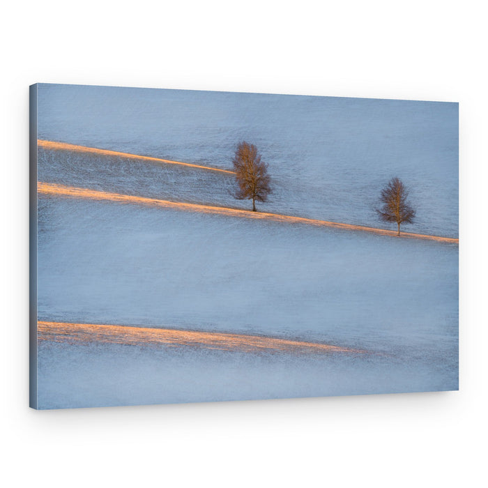 Winter Trees Golden Light – Canvas Print