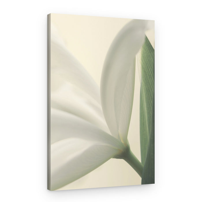 White Petal Grace – Canvas Print