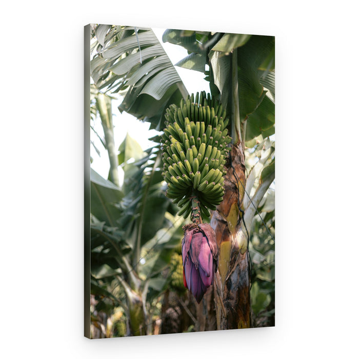 Green Banana Tree – Canvas Print