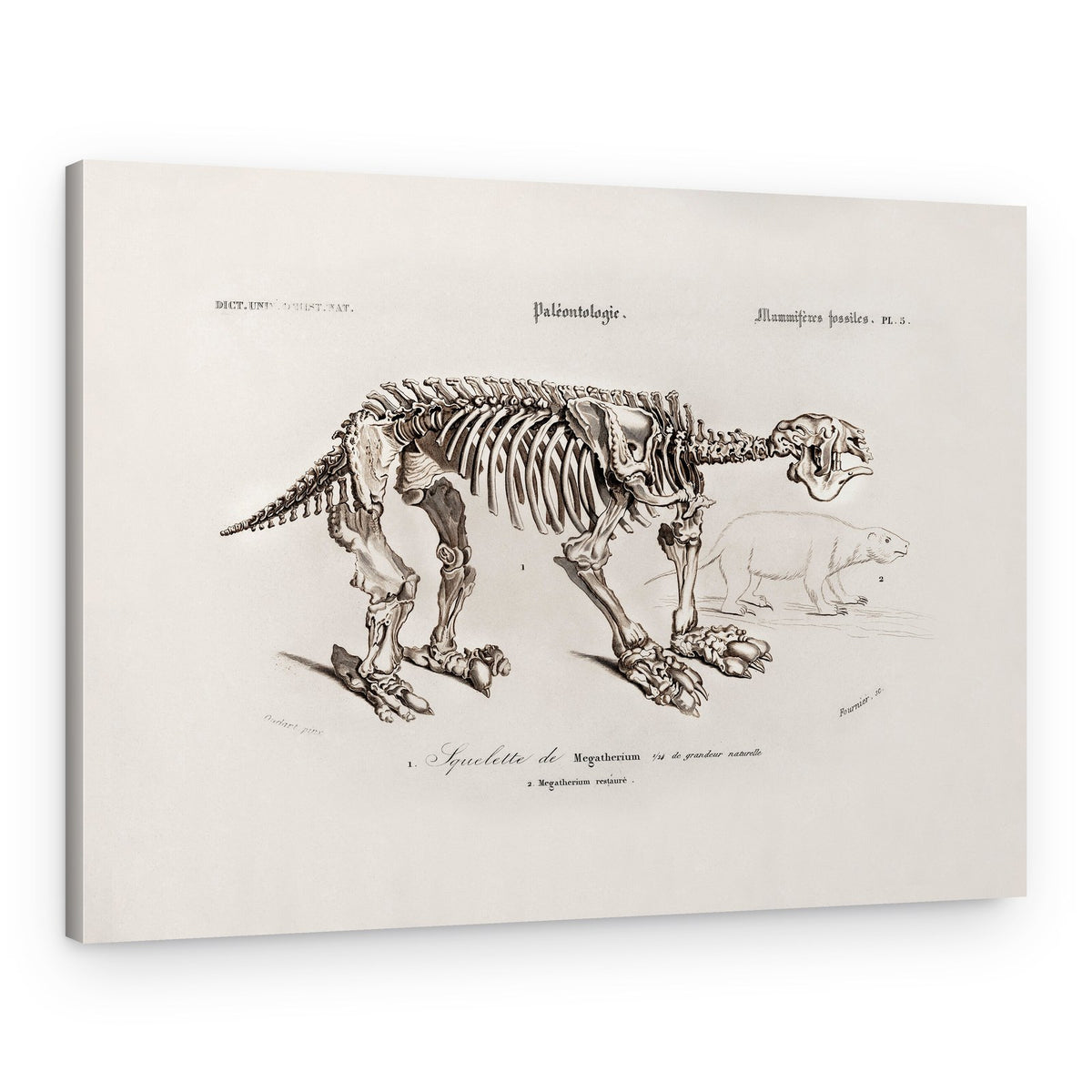 Megatherium – Canvas Print