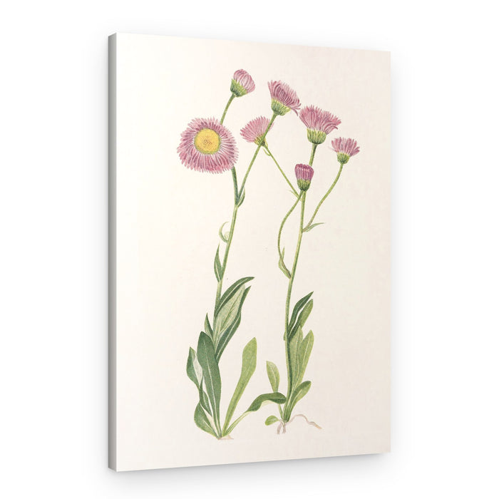 Meadow Fleabane From North American Wildflowers (1925) By Mary Vaux Walcott – Canvas Print