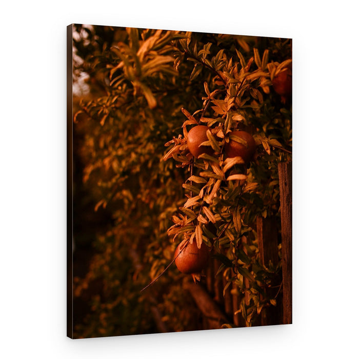 Golden Pomegranate Harvest – Canvas Print