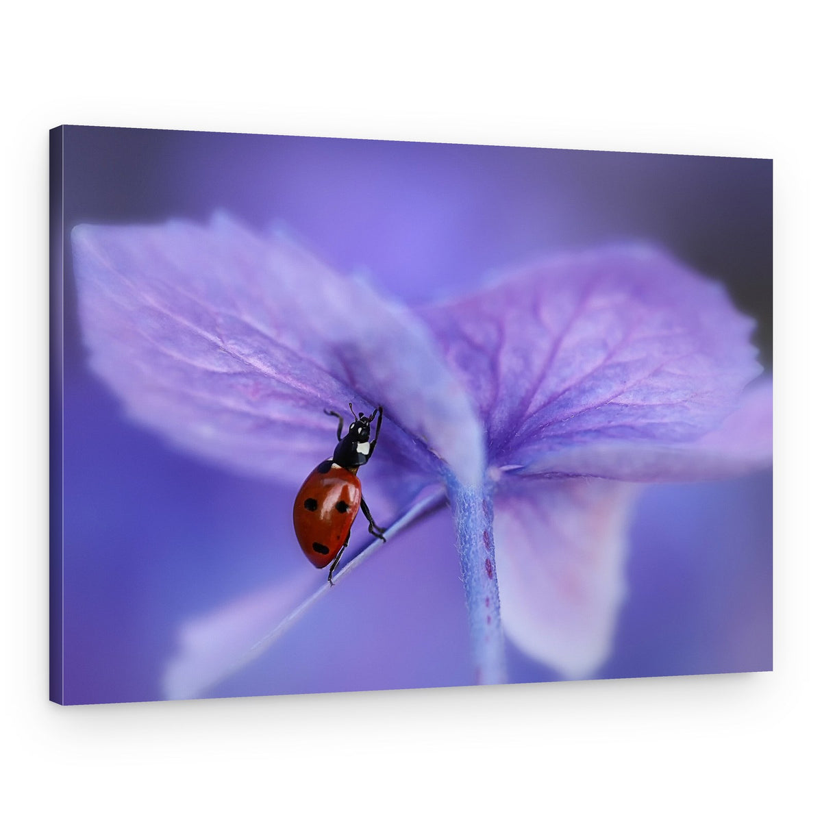Ladybug on Violet Petal – Canvas Print