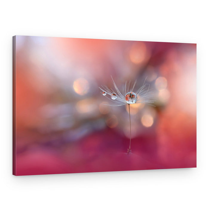 Delicate Dandelion Drops – Canvas Print