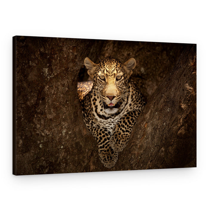 Watchful Leopard In Tree – Canvas Print