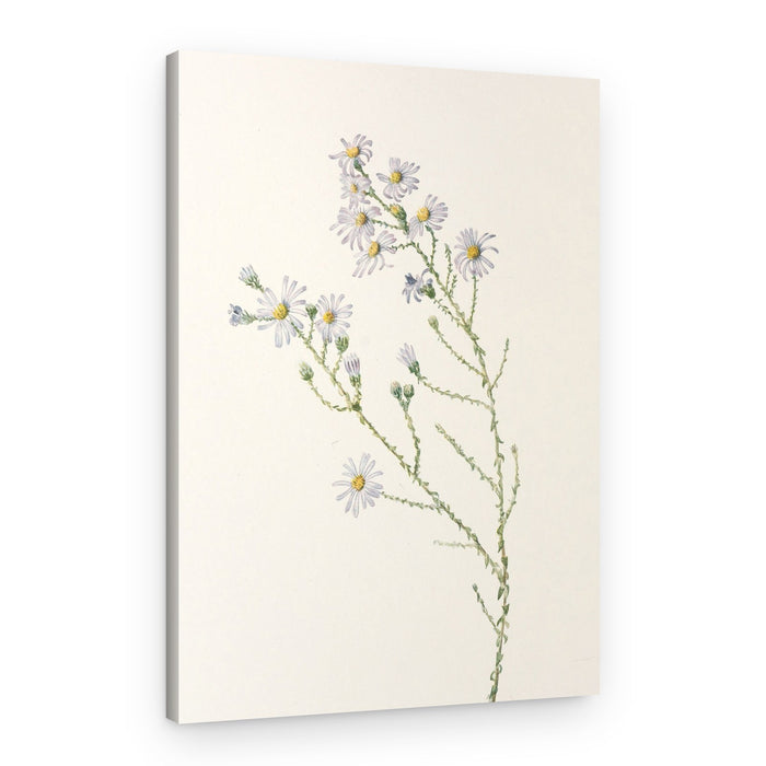 Pineland Aster From North American Wildflowers (1925) By Mary Vaux Walcott – Canvas Print
