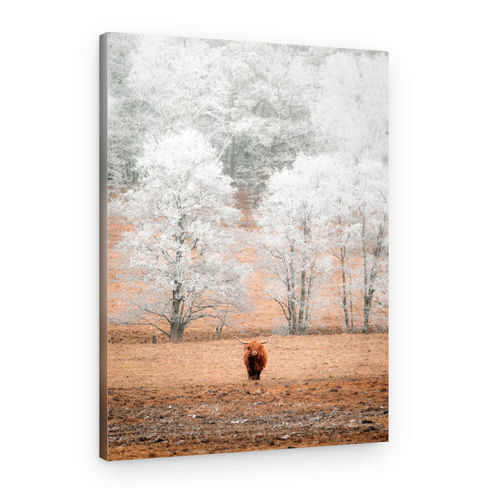 Highland Cow Frosted Trees – Canvas Print