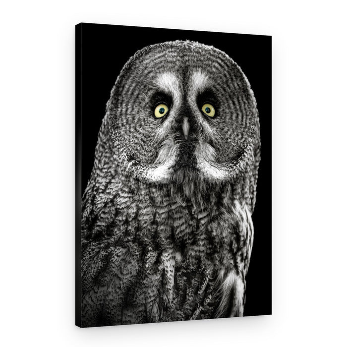 Intense Owl Gaze – Canvas Print