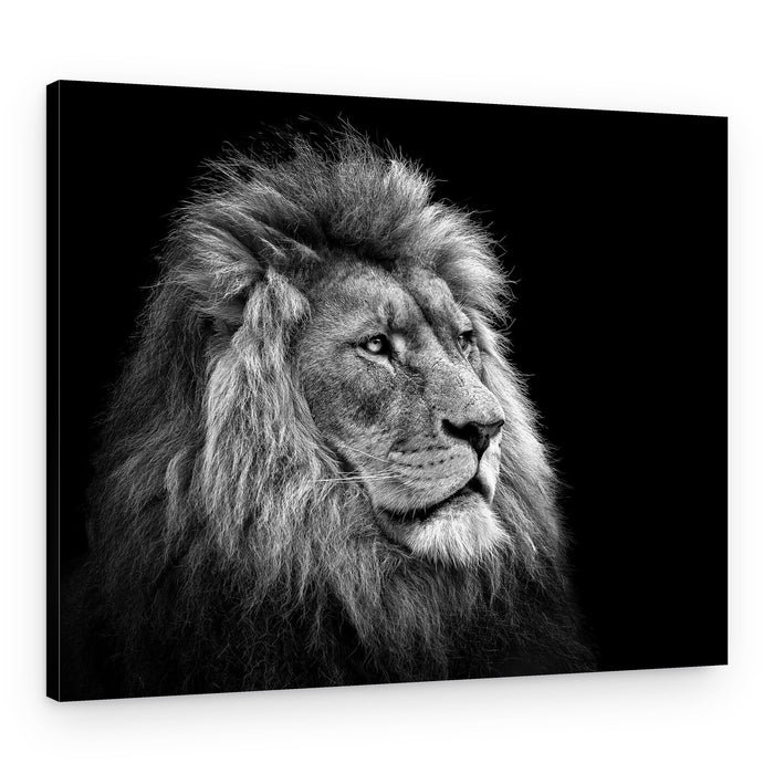 Majestic Lion Profile – Canvas Print