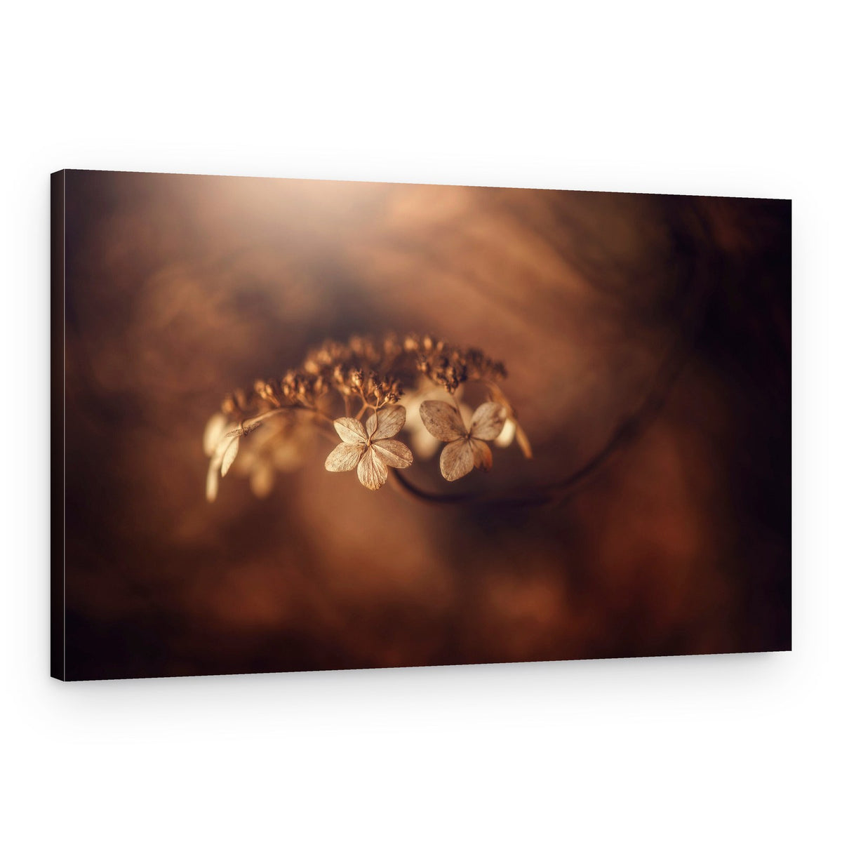 Warm Dried Flowers – Canvas Print