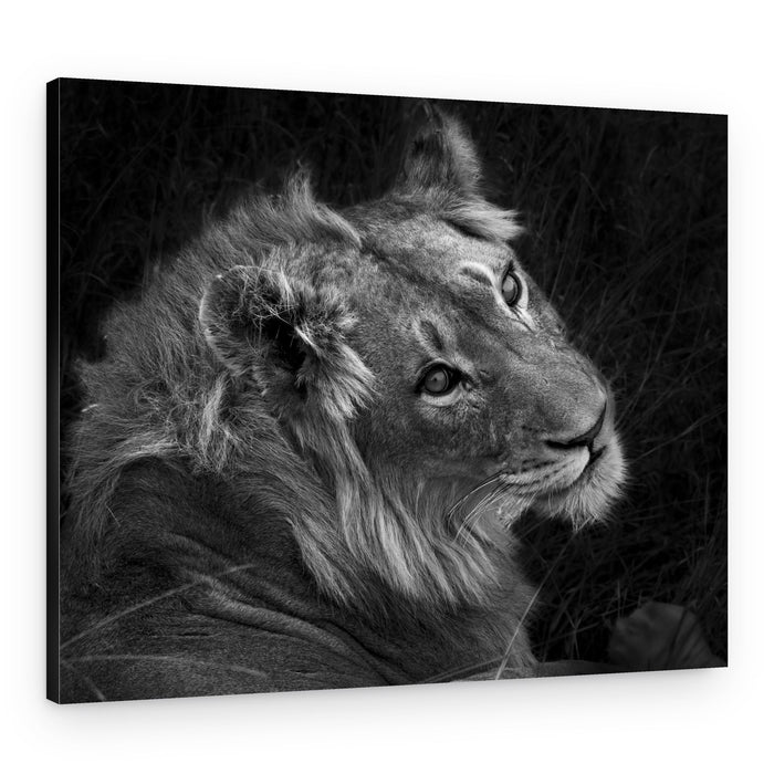 Majestic Lion Gaze – Canvas Print